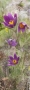 Pulsatilla 01