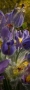 Pulsatilla 02